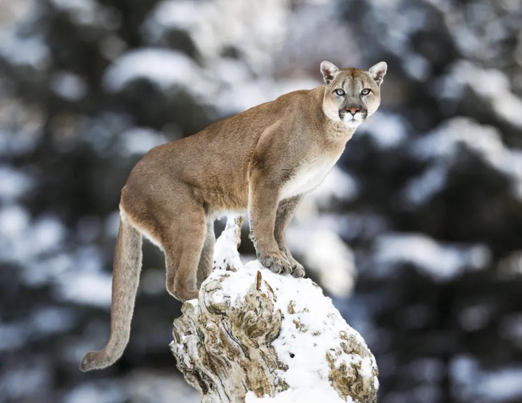 Southcentral Sportsman Calendar Regional Guide - 18.5 x 11 in - product view 28