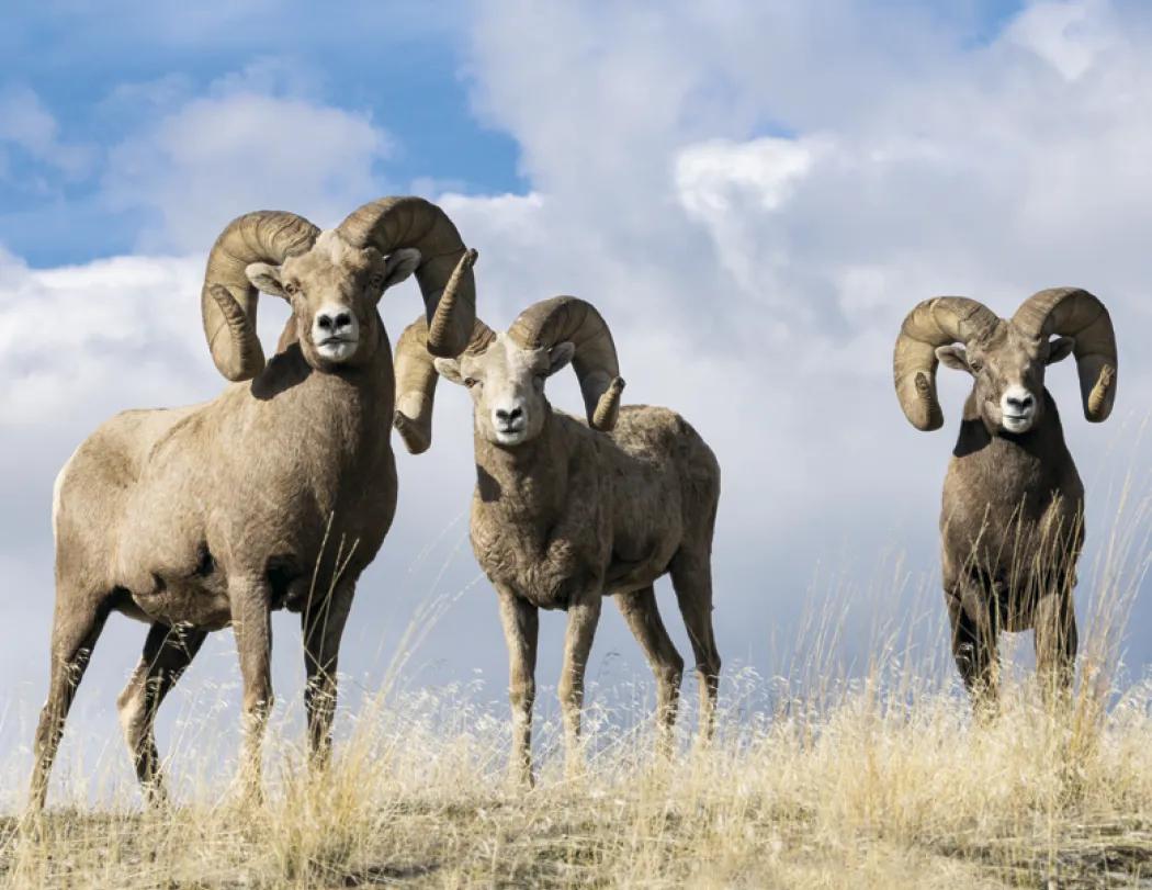 Southeast Sportsman Calendar Regional Guide - 18.5 x 11 in - product view 23