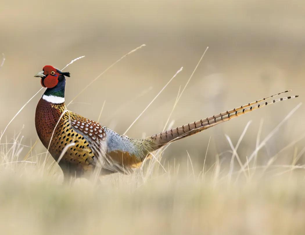 Southeast Sportsman Calendar Regional Guide - 18.5 x 11 in - product view 27