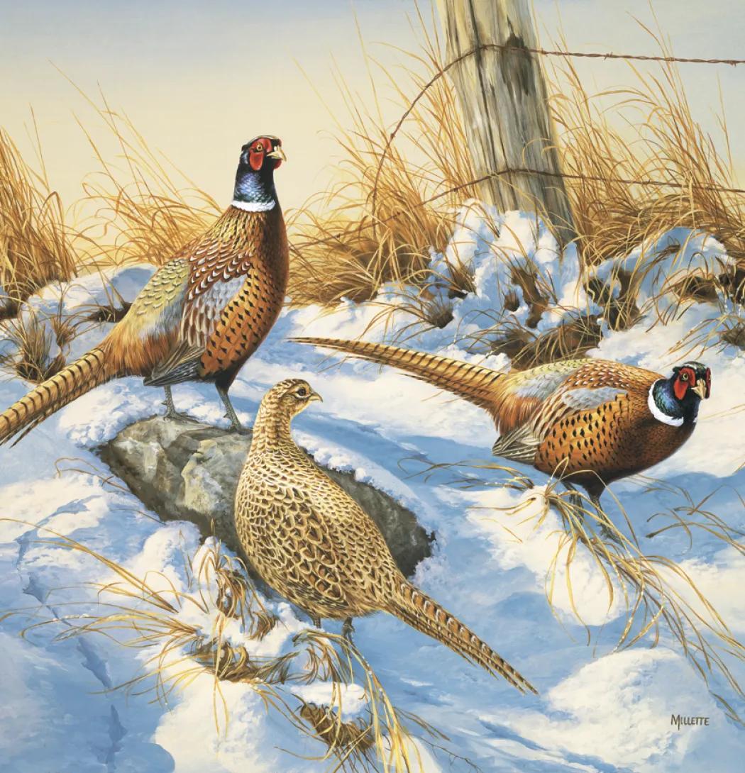 Wildlife Art Wall Calendar FSC Matte Cover - 25 x 12 in - product view 15