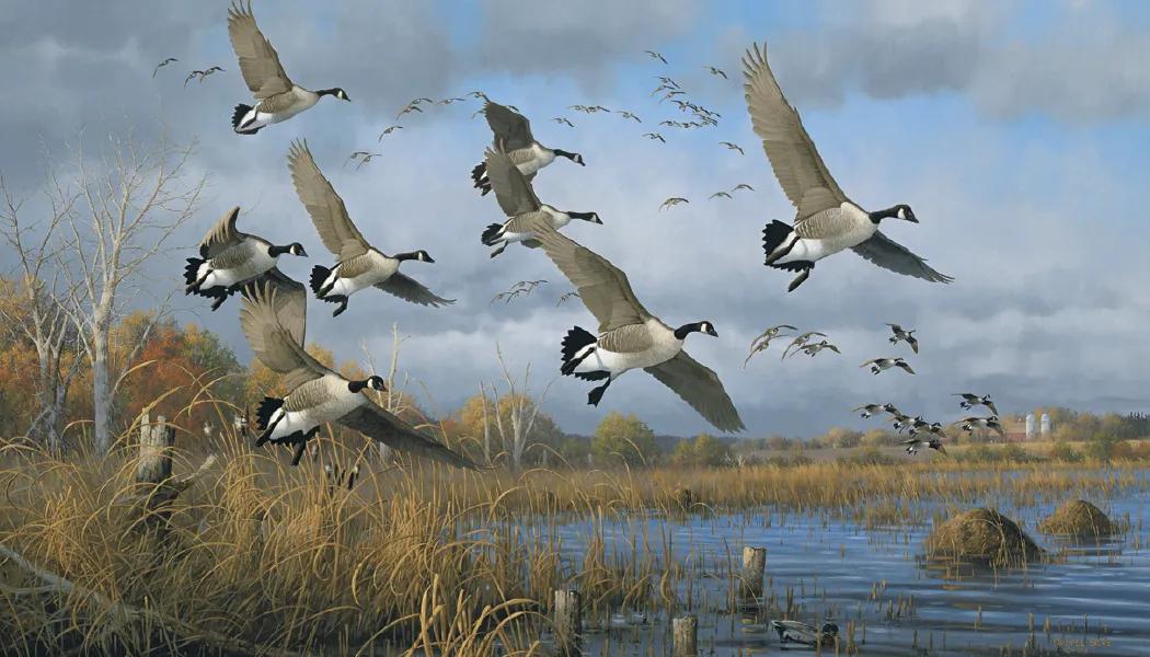 North American Waterfowl Wall Calendar FSC Paper - 23 x 17 in - product view 7