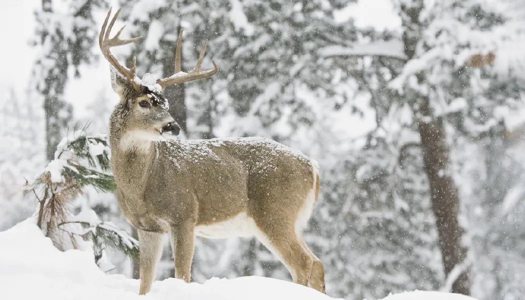 Wildlife Photography Wall Calendar Nature FSC Paper - 23 in - product view 3