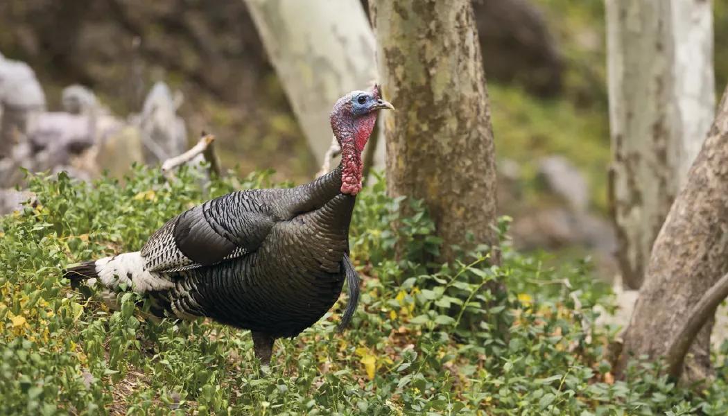 Wildlife Photography Wall Calendar Nature FSC Paper - 23 in - product view 4