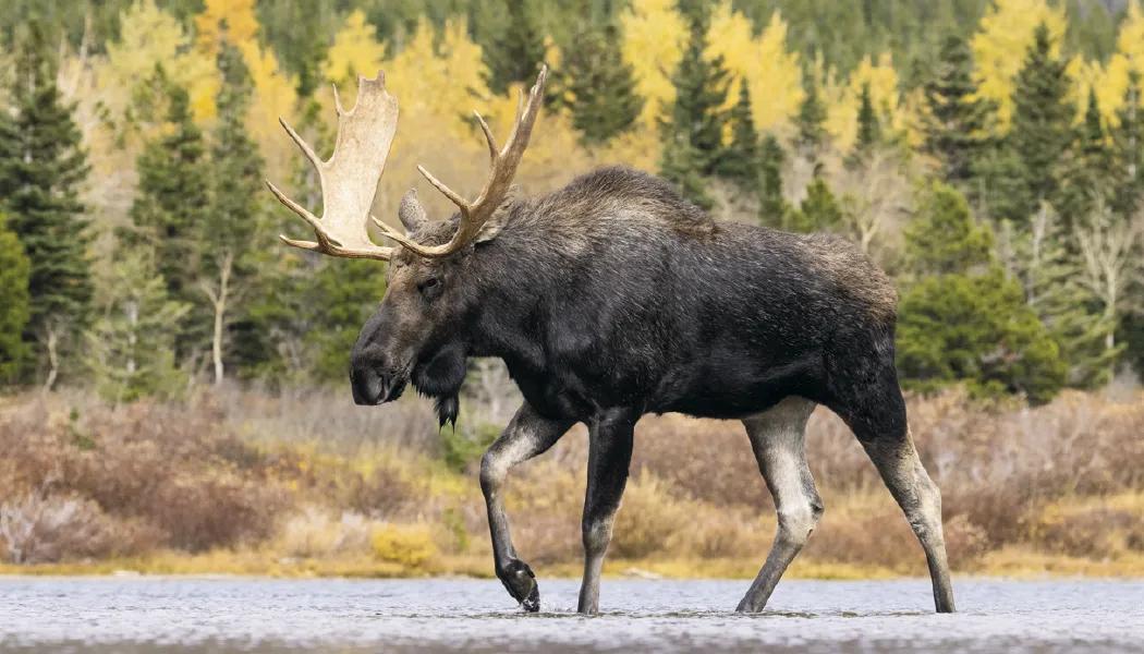 Wildlife Photography Wall Calendar Nature FSC Paper - 23 in - product view 7