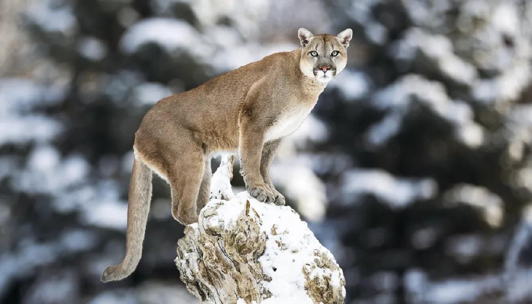 Wildlife Photography Wall Calendar Nature FSC Paper - 23 in - product view 8