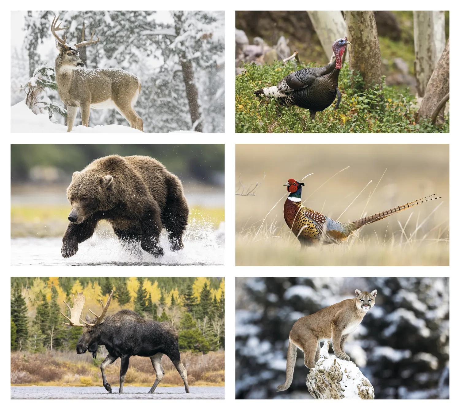 Wildlife Photography Wall Calendar Nature FSC Paper - 23 in - product view 9