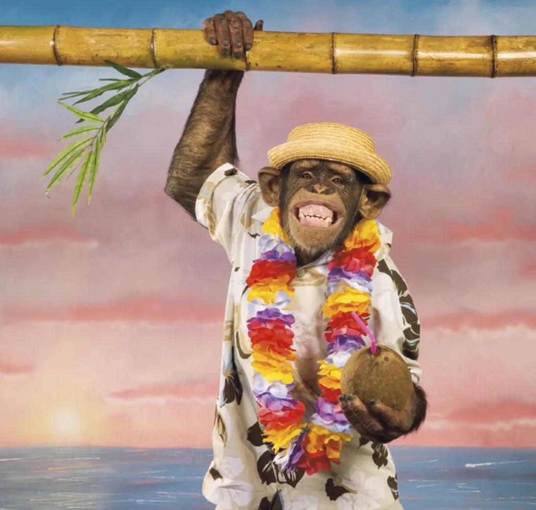 Monkey Business Wall Calendar FSC Paper - 19 x 9 in - product view 10