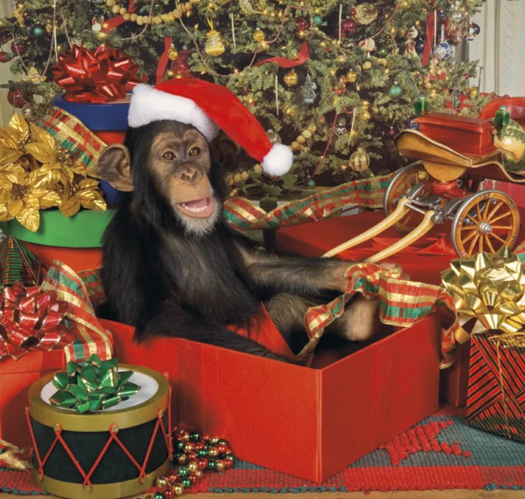 Monkey Business Wall Calendar FSC Paper - 19 x 9 in - product view 14