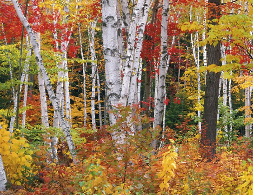 Decorator Wall Calendar White Background Large Dates - 25 x 18 in - product view 13