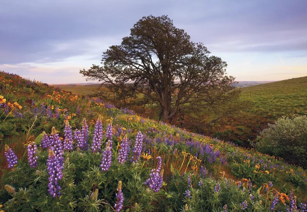 Beautiful America Executive Calendar FSC Paper UV - 24 x 16.5 in - product view 8