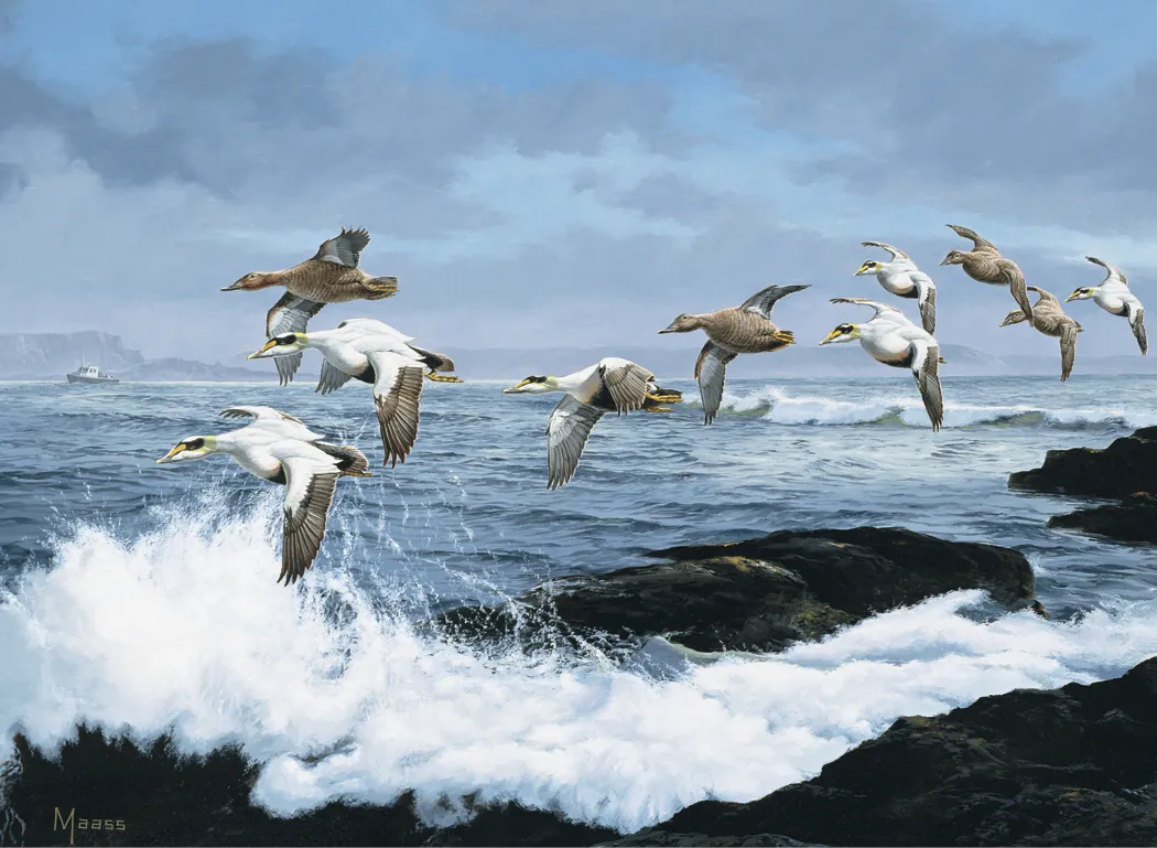 Maass Wildfowl Executive Calendar Wildlife Art FSC - 24 x 16.5 in - product view 10