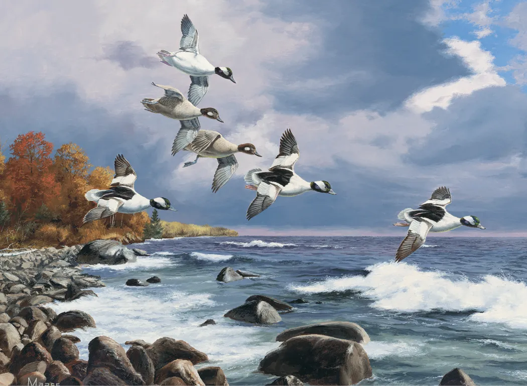 Maass Wildfowl Executive Calendar Wildlife Art FSC - 24 x 16.5 in - product view 12