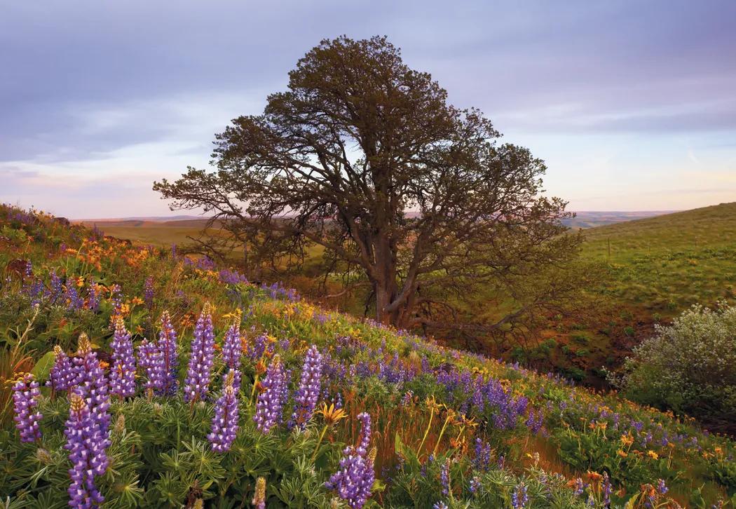 Scenic America Wall Calendar FSC Paper UV Coated - 24 x 16.5 in - product view 8