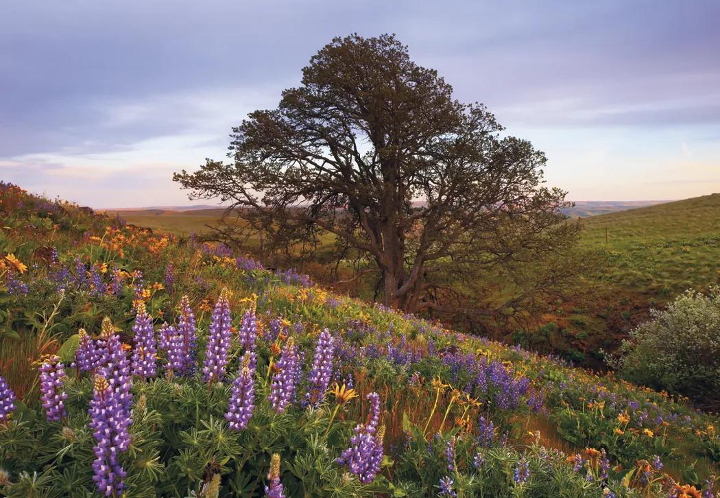 Scenic America Executive Wall Calendar White Ad Space - 24 x 16.5 in - product view 7