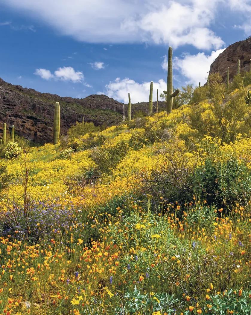 Scenic Photography Desk Pad Calendar America Beautiful - 17 x 23 in - product view 10